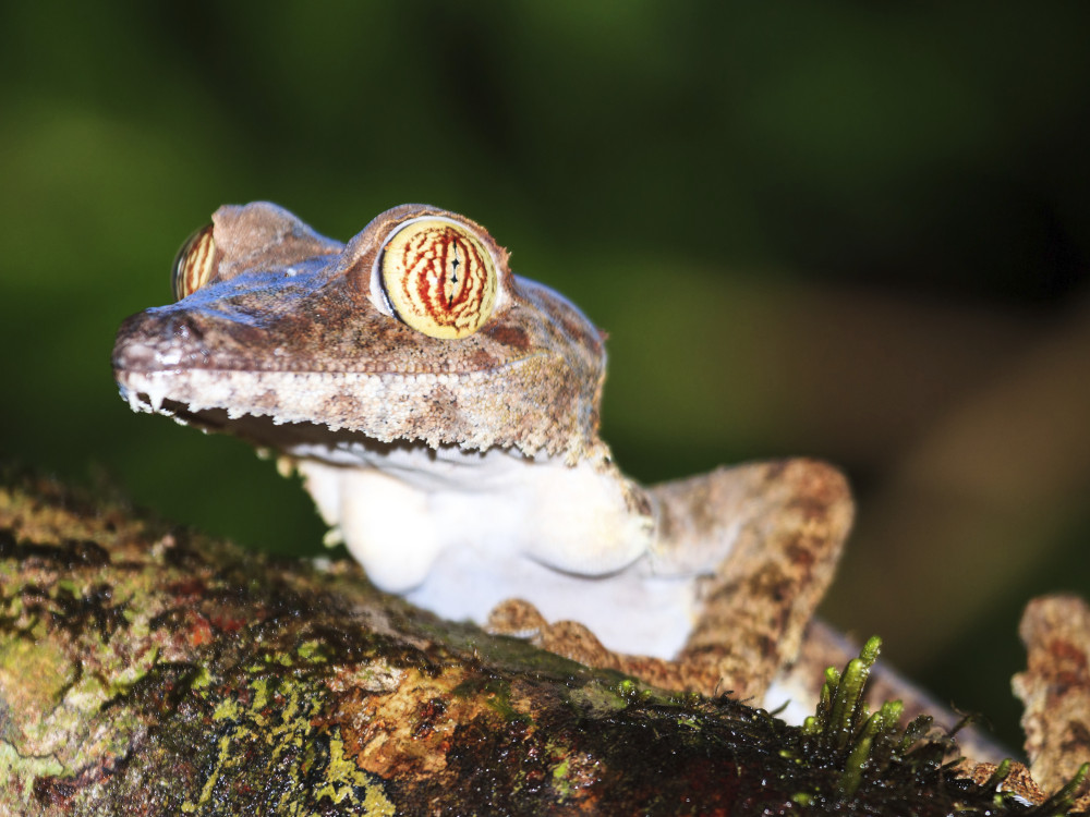 De Madagascarplatstaartgekko, Madagascar - Undiscovered.nl