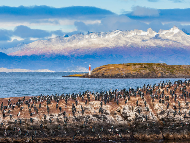pinguins Ushuaia, Argentinië - undiscovered.nl