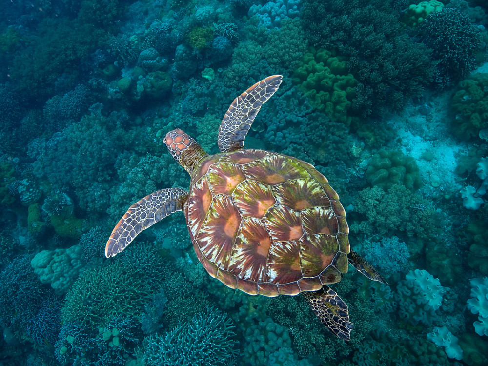 Schildpad bij Apo Island, Visayas, Filipijnen - Undiscovered.nl