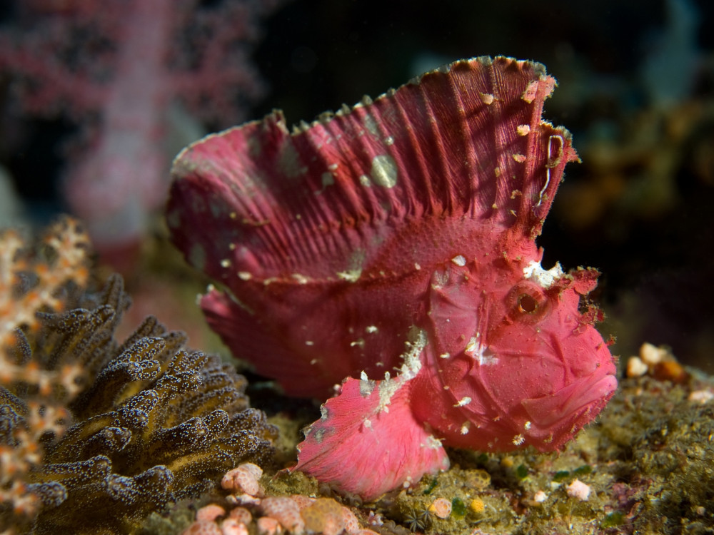 Rhinopias eschmeyeri - Undiscovered.nl