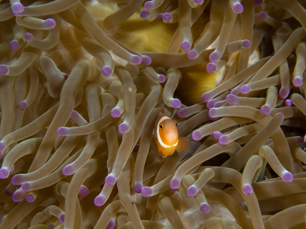 Clownvis tussen het koraal - Undiscovered.nl