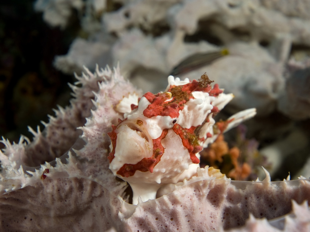 Onderwaterleven - Undiscovered.nl