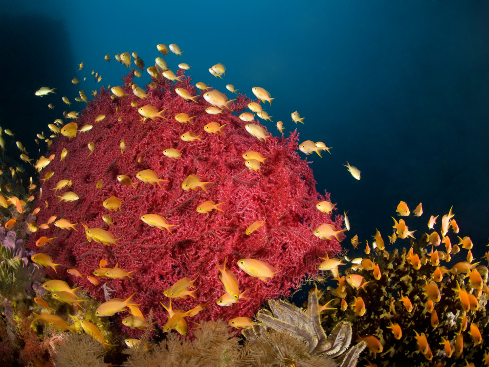 School vissen - Undiscovered.nl