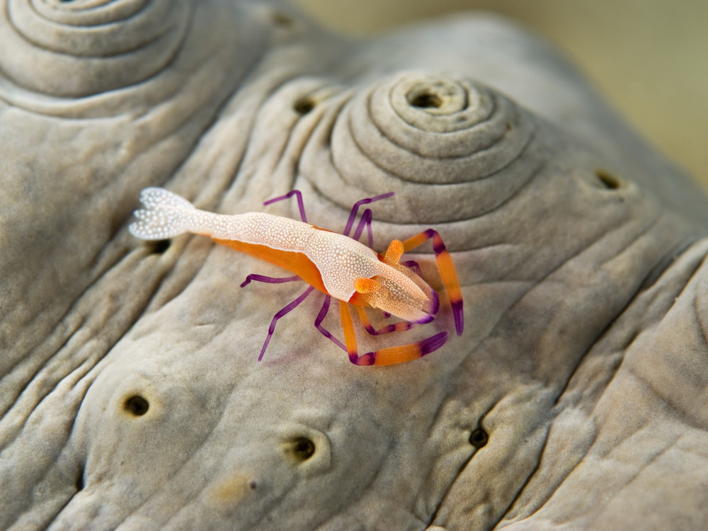 Periclimenes - Undiscovered.nl
