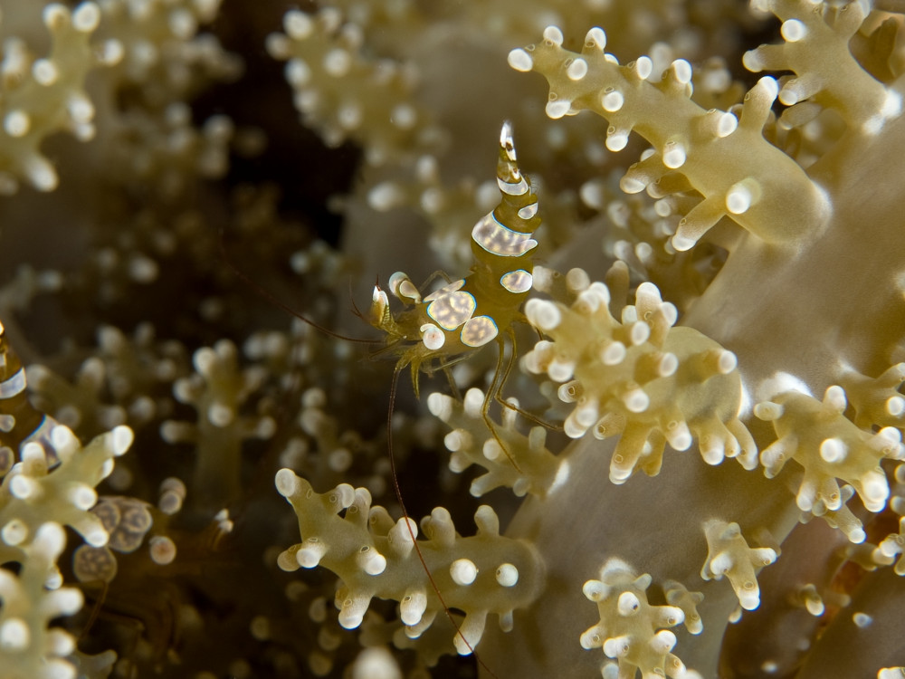 Koraal in Filipijnen - Undiscovered.nl