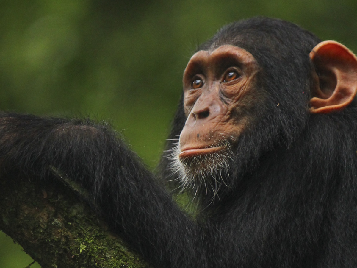 Oeganda Kibali National Park aapje - Undiscovered.nl