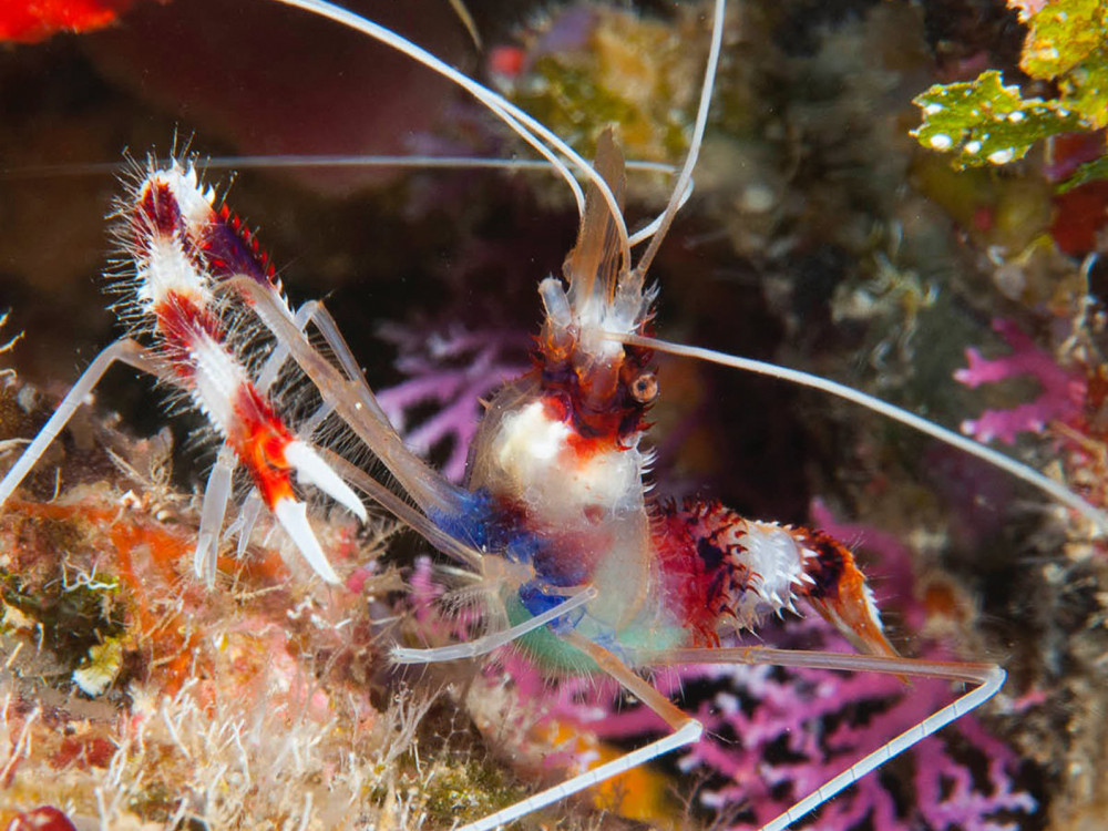 Kappersgarnaal - Undiscovered.nl