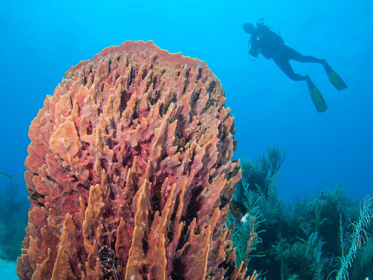 Duiker tussen het koraal - Undiscovered.nl