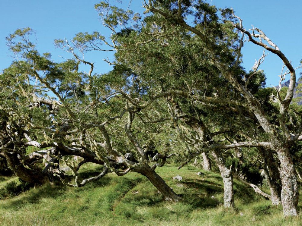 Natuurlandschap in Réunion - Undiscovered.nl