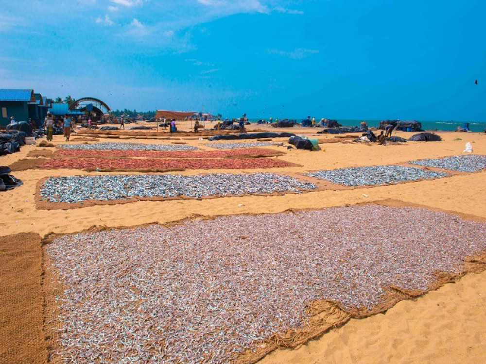 Vismarkt in Negombo, Sri Lanka - Undiscovered.nl
