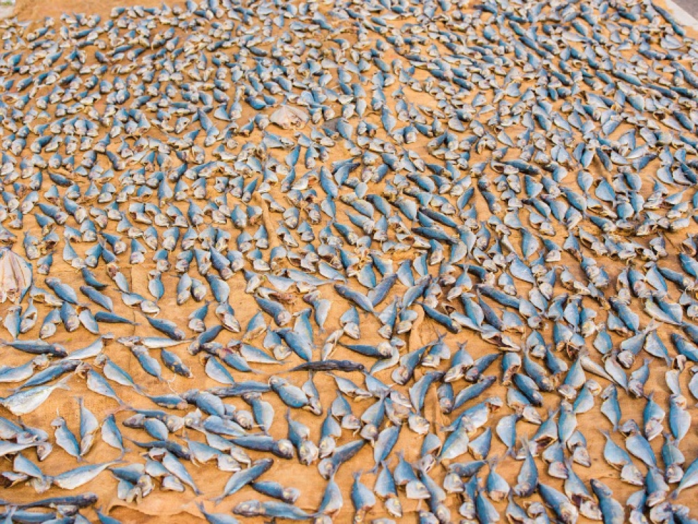 Vismarkt in Negombo, Sri Lanka - Undiscovered.nl