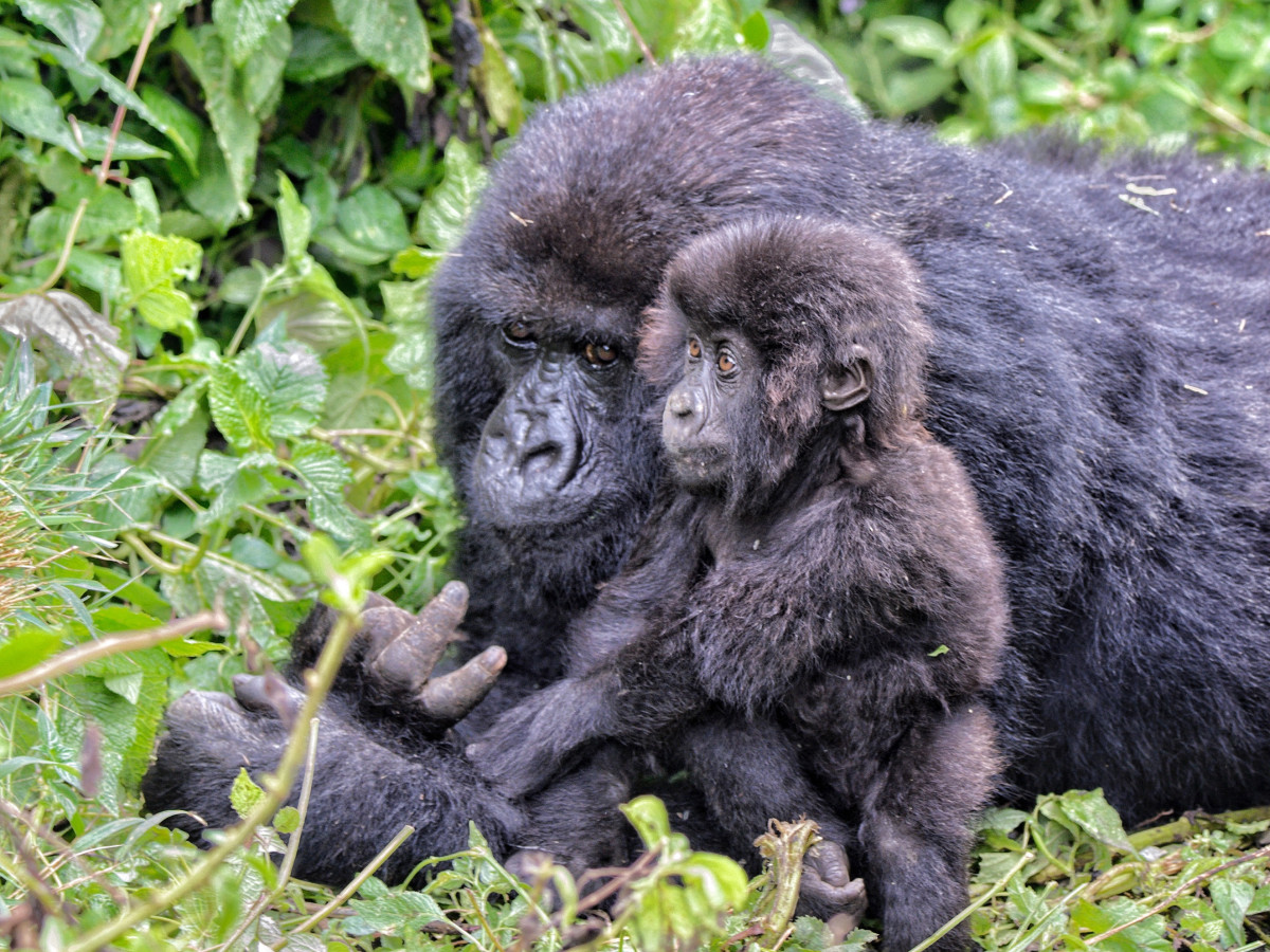 Berggorilla's Volcanoes National Park Rwanda - Undiscovered.nl