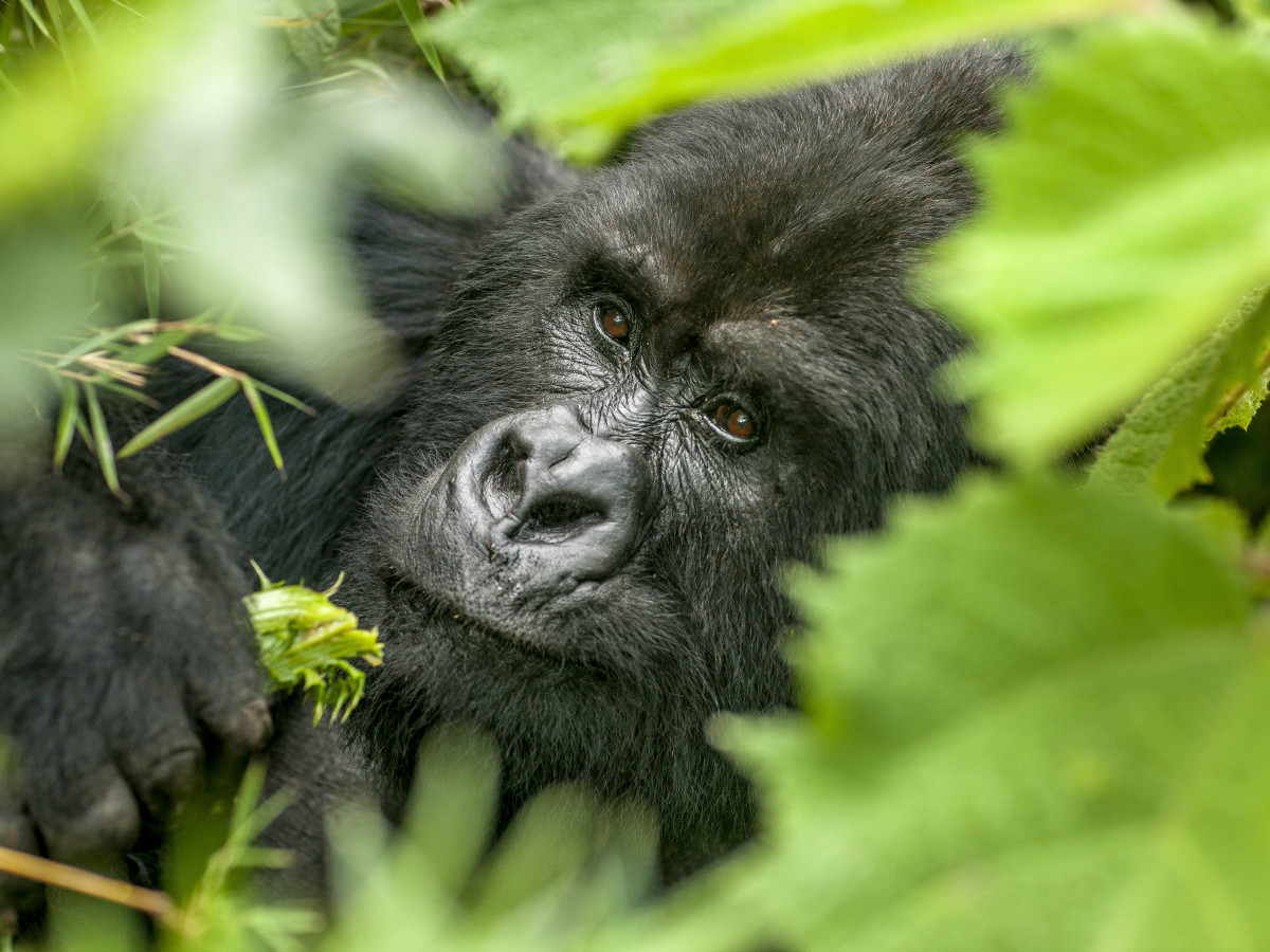Gorilla in Volcanoes National Park Rwanda - Undiscovered.nl