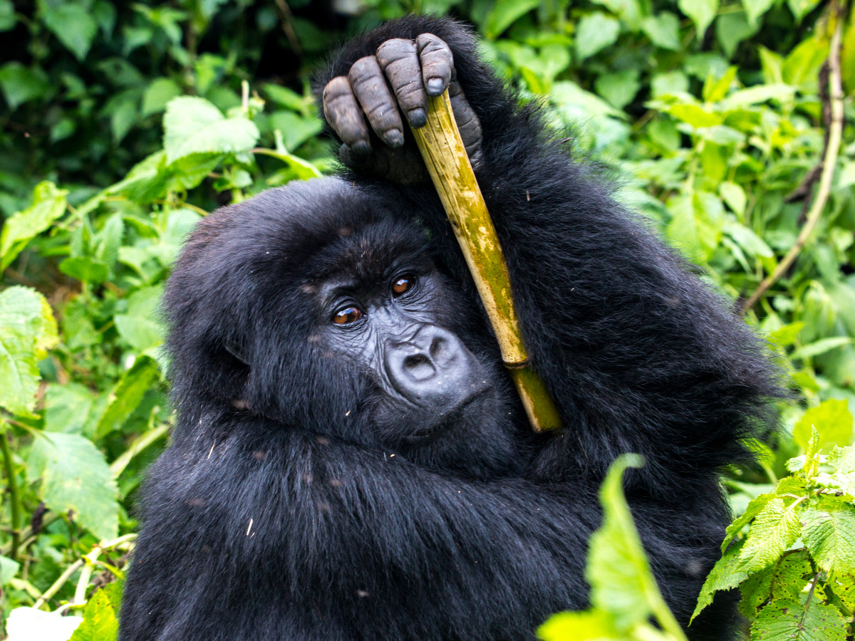 Gorilla in Volcanoes National Park Rwanda - Undiscovered.nl