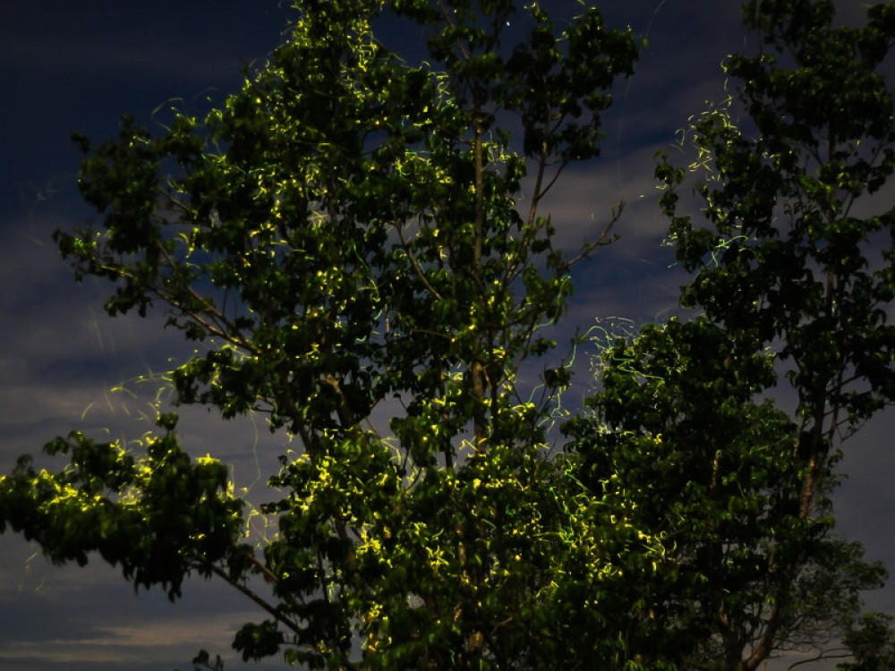 vuurvliegjes loboc rivier bohol binnenland filipijnen - Undiscovered.nl