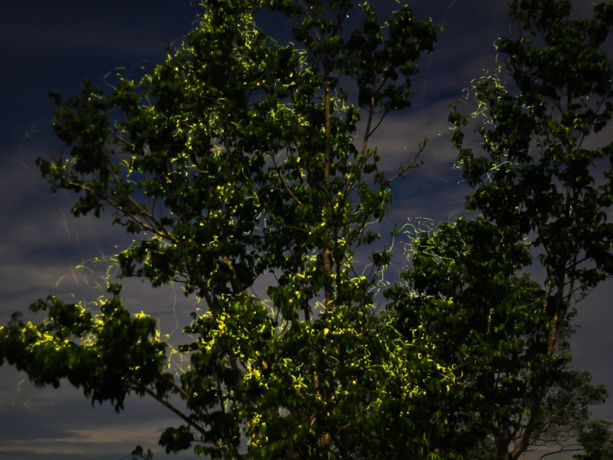 vuurvliegjes loboc rivier bohol binnenland filipijnen - Undiscovered.nl