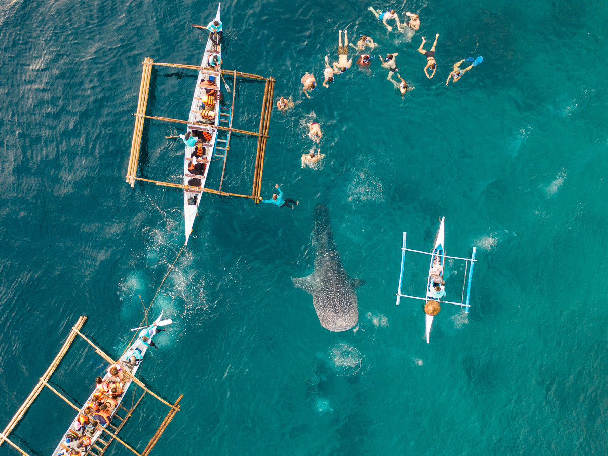 Walvishaaien bij Oslob - Undiscovered.nl