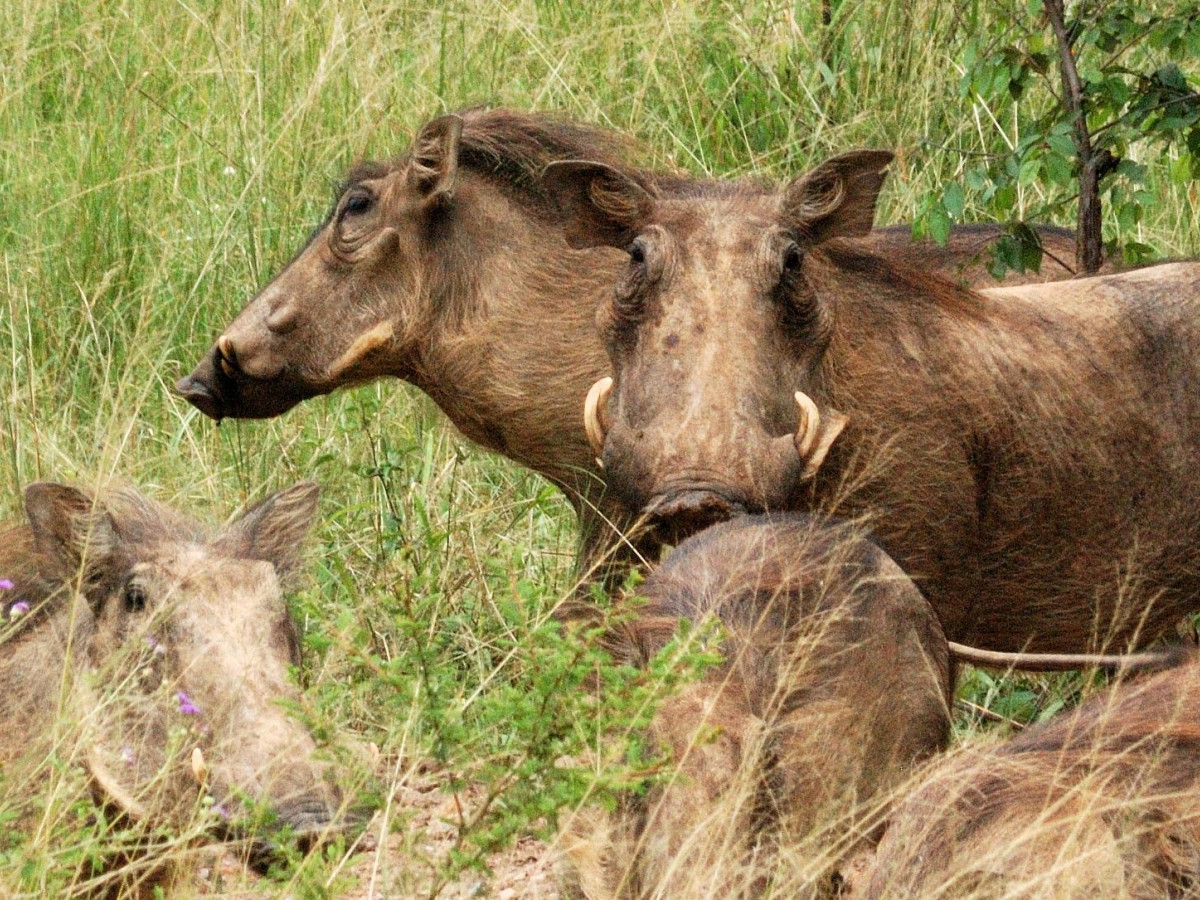 Wrattenzwijn in natuur - Undiscovered.nl