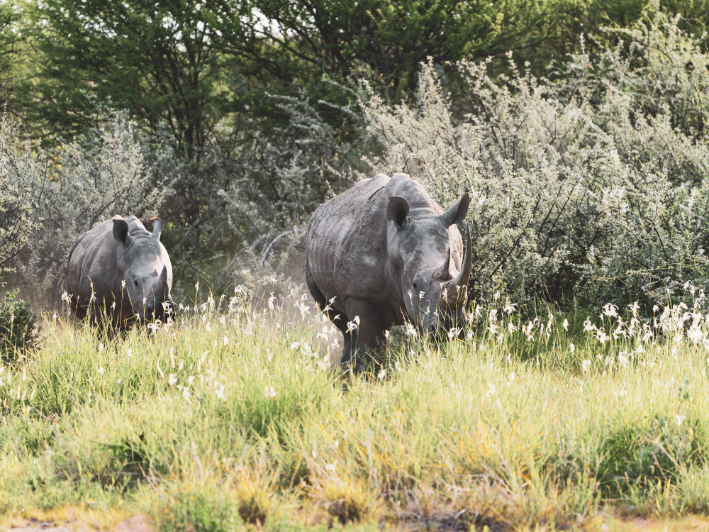 Neushoorns in Waterberg National Park - Undiscovered.nl