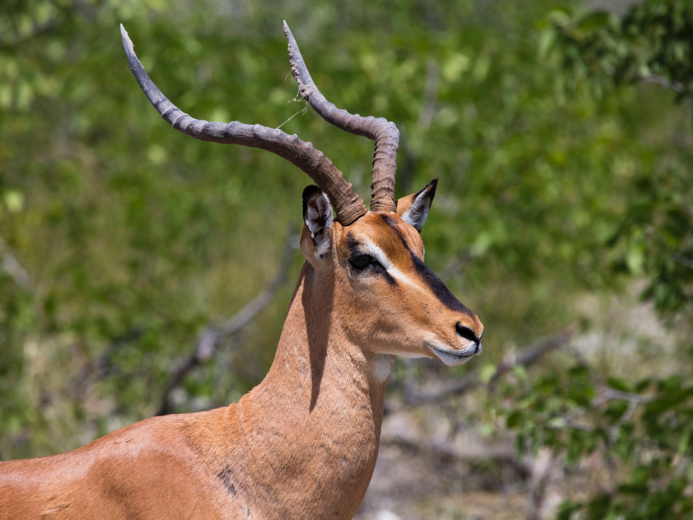 Waterberg National Park wildlife - Undiscovered.nl
