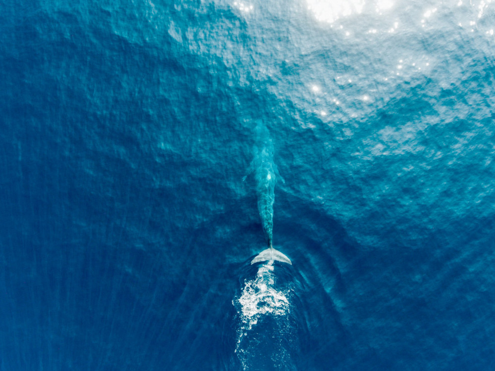 Bovenaanzicht walvis in Sri Lanka - Undiscovered.nl