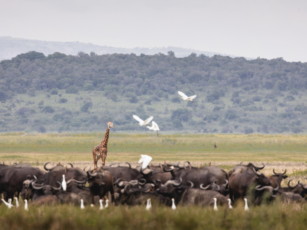 Wilderness Magashi Camp, Rwanda - Undiscovered.nl