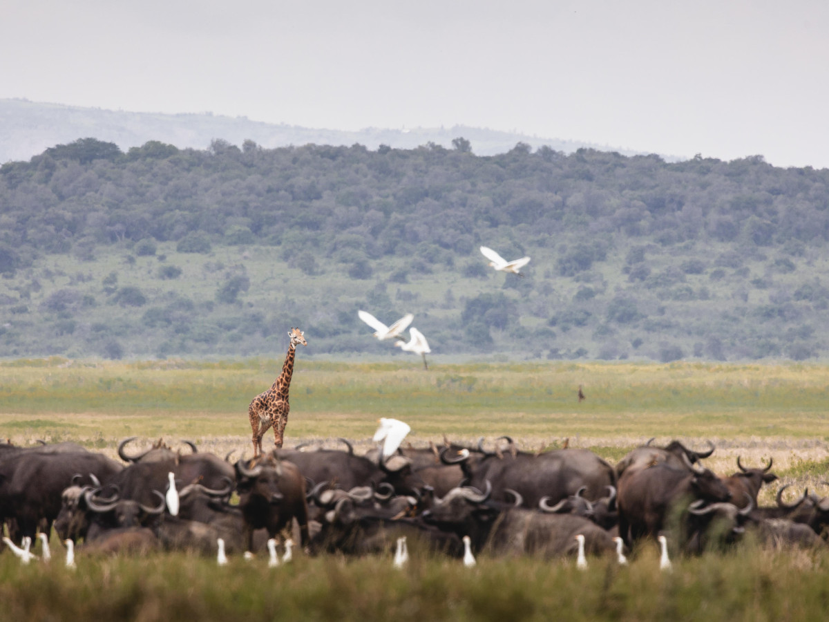 Wilderness Magashi Camp, Rwanda - Undiscovered.nl