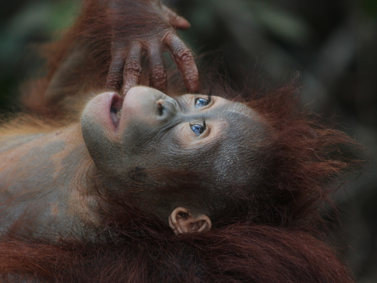 Orang Oetan in Borneo - Undiscovered.nl