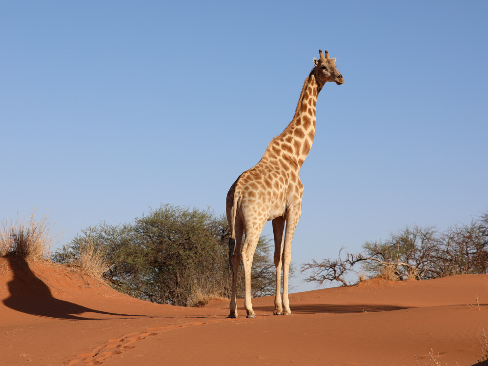 Red Dunes Lodge Trans Kalahari Hike Namibië - Undiscovered.nl