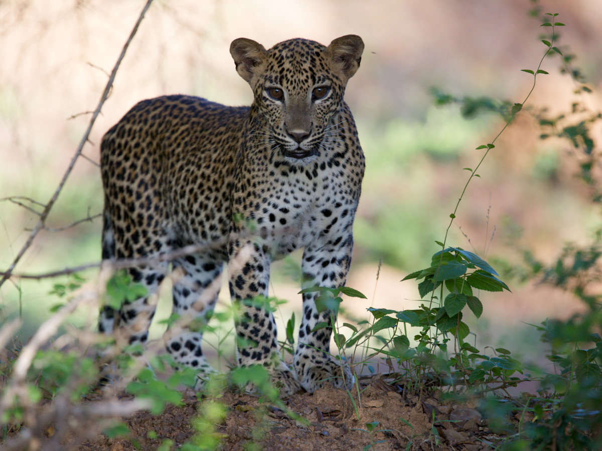 Luipaard in Wilpattu National Park Sri Lanka - Undiscovered.nl