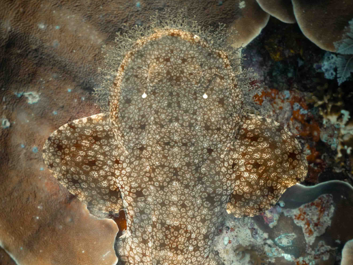 Wobbegonghaai in Raja Ampat, door Iris Uijttewaal - Undiscovered.nl