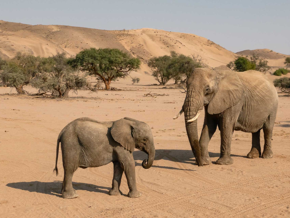 Woestijnolifant in Namibië - Undiscovered.nl