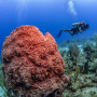 Duiker tussen het koraal - Undiscovered.nl
