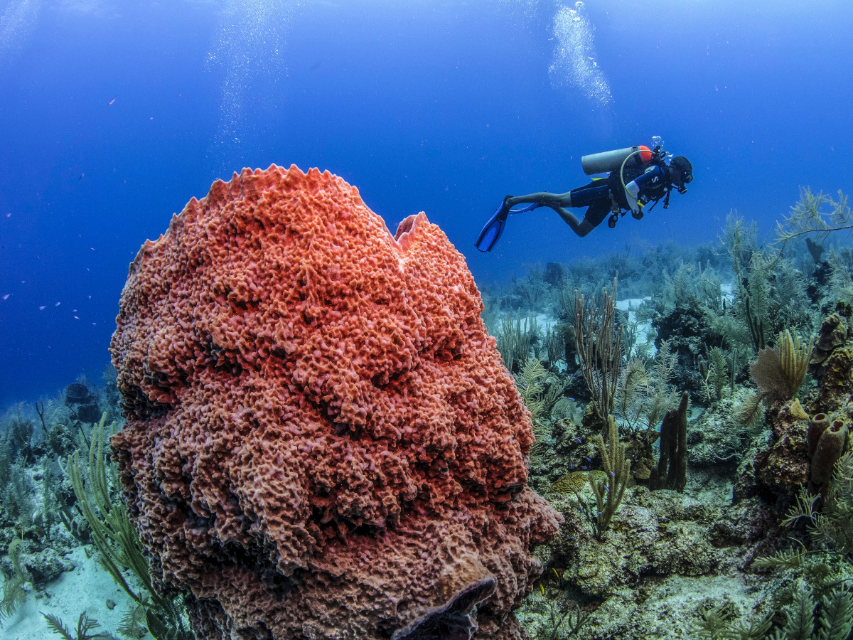 Duiker tussen het koraal - Undiscovered.nl