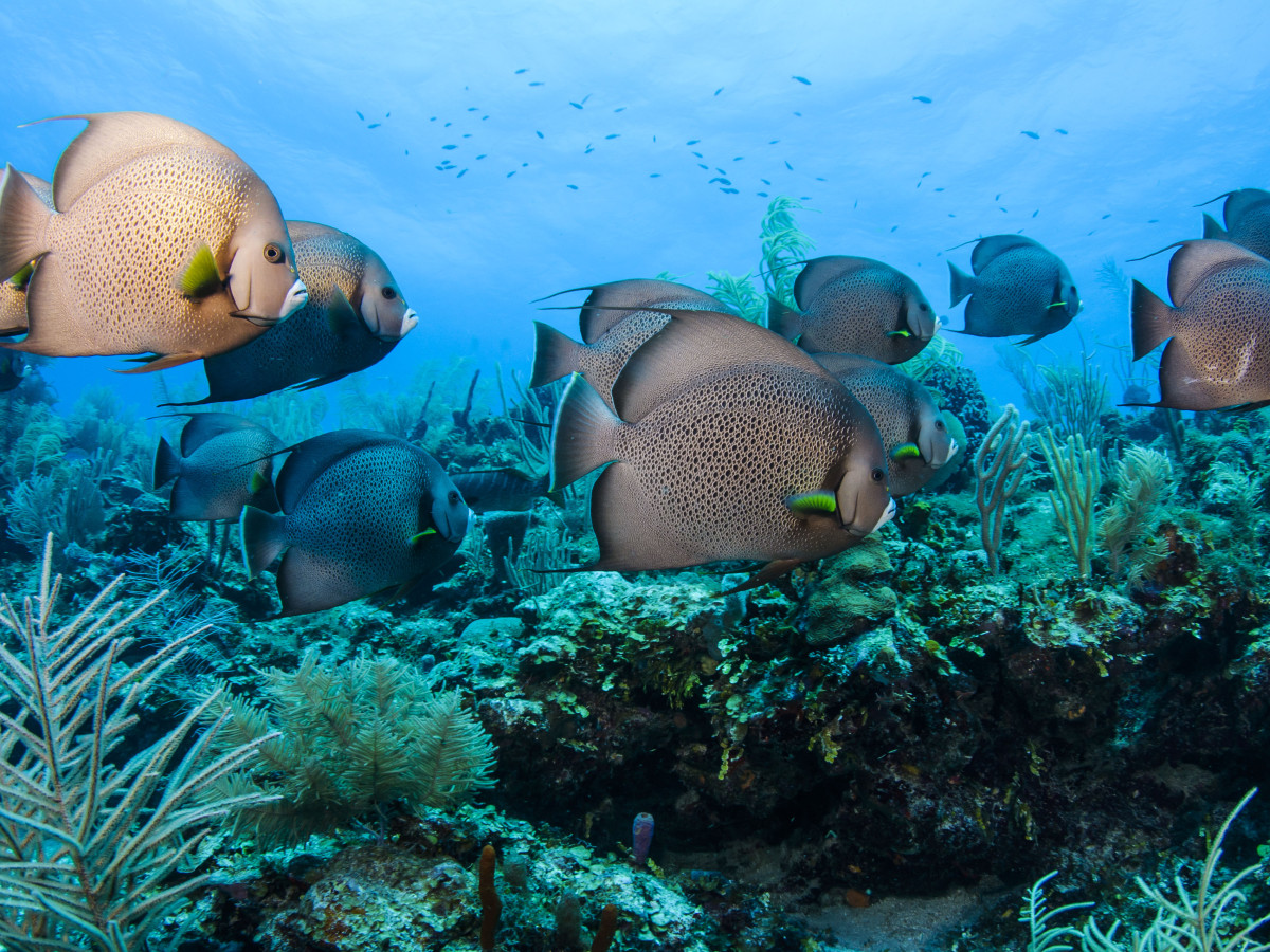 Vissen in de zee - Undiscovered.nl