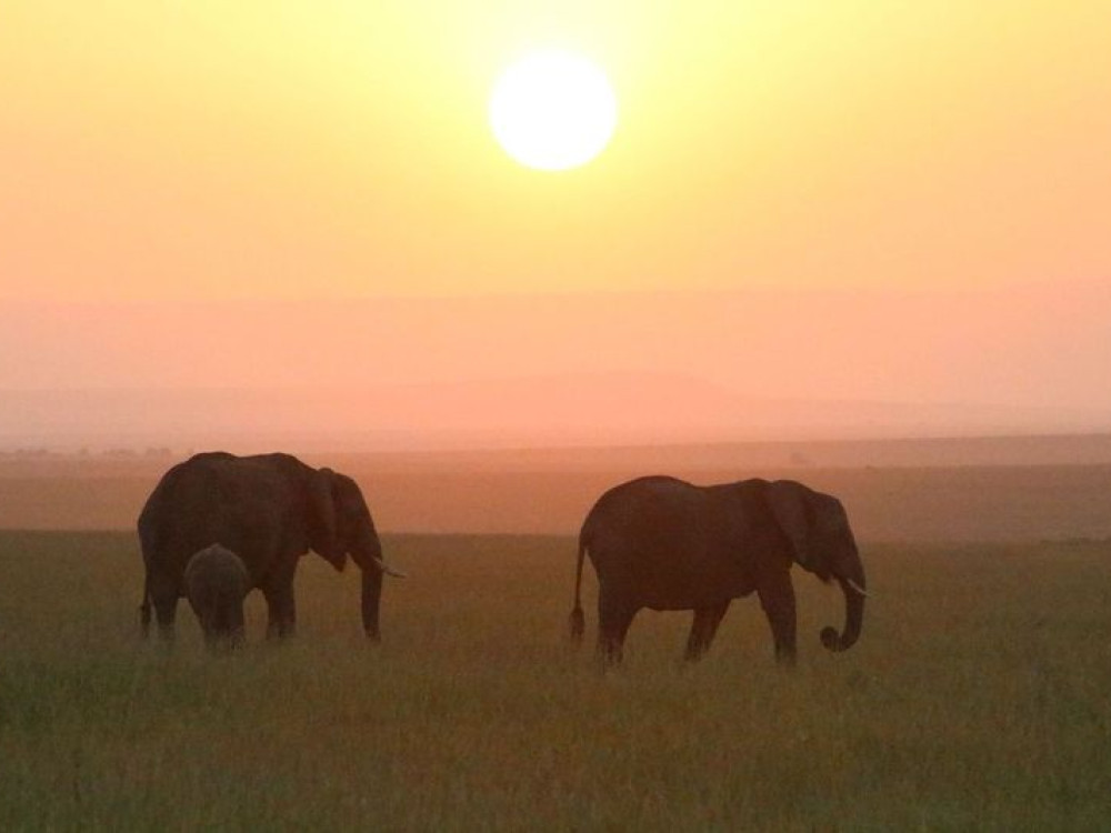 Masai Mara Kenia - Undiscovered.nl
