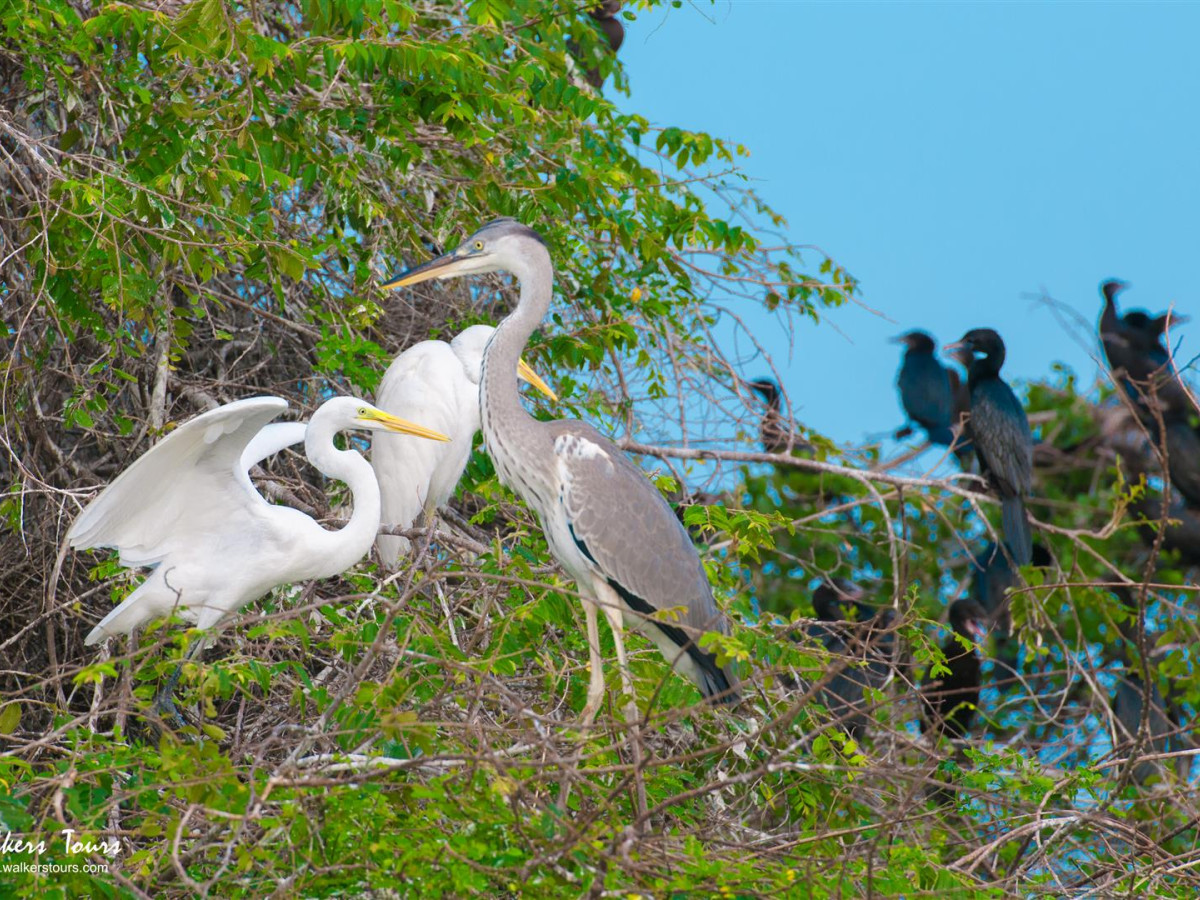 Vogels spotten in Yala National Park Sri Lanka - Undiscovered.nl