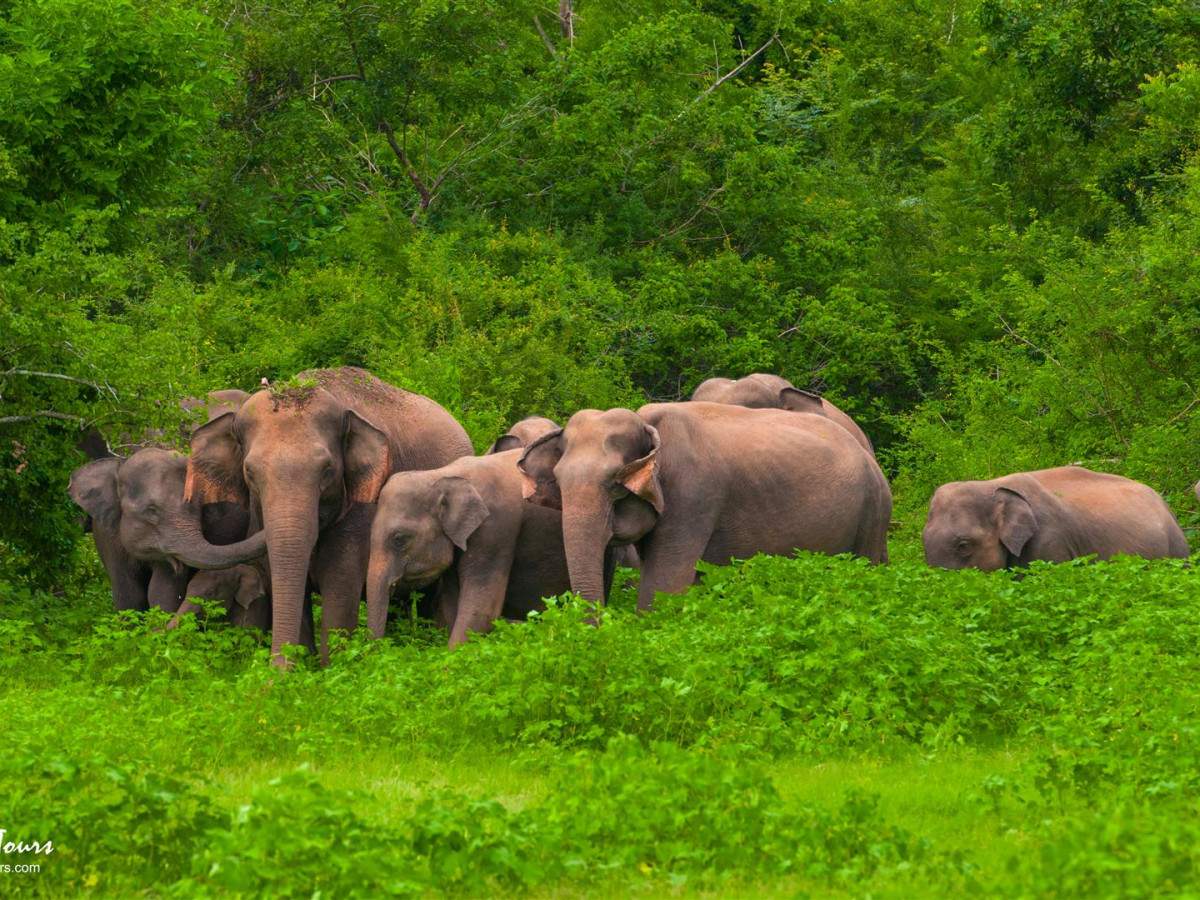 Olifanten in Yala National Park Sri Lanka - Undiscovered.nl