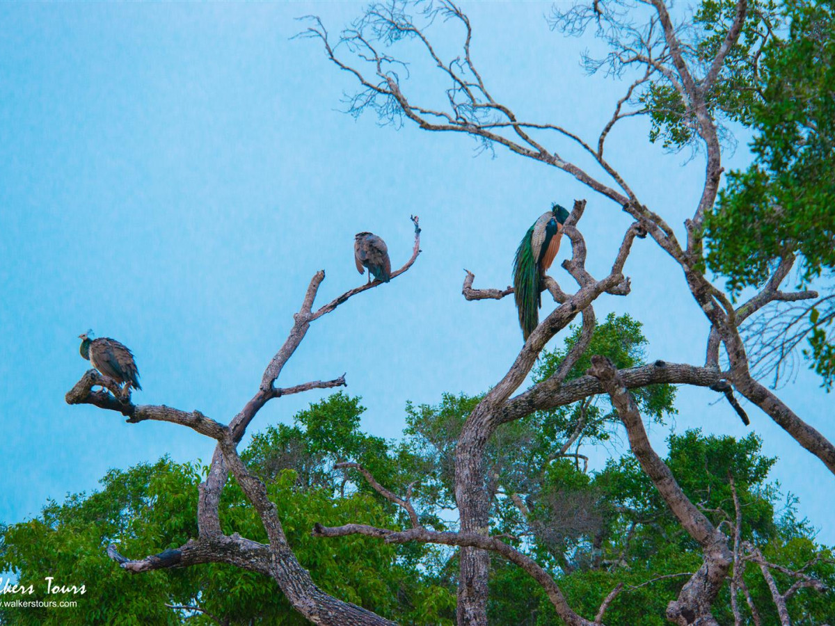 Vogelspotten in Yala National Park Sri Lanka - Undiscovered.nl