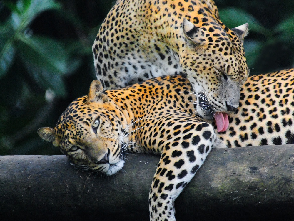 Luipaarden Sri Lanka Yala National Park - Undiscovered.nl