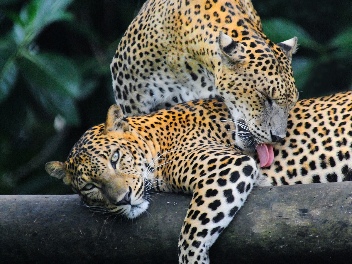 Luipaarden Sri Lanka Yala National Park - Undiscovered.nl