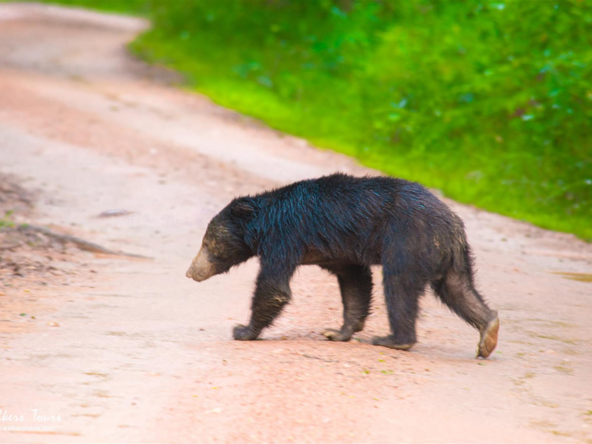 Lippenbeer in Yala National Park Sri Lanka - Undiscovered.nl