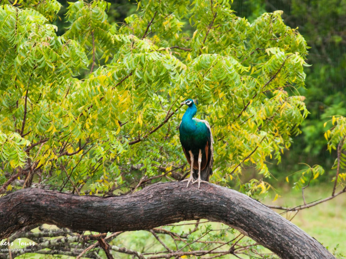 Pauw in Yala National Park Sri Lanka - Undiscovered.nl