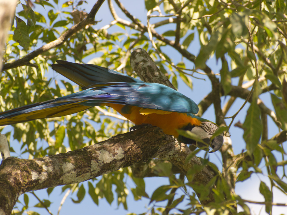 Blauw-gele papegaai in boom, Namibië - Undiscovered.nl