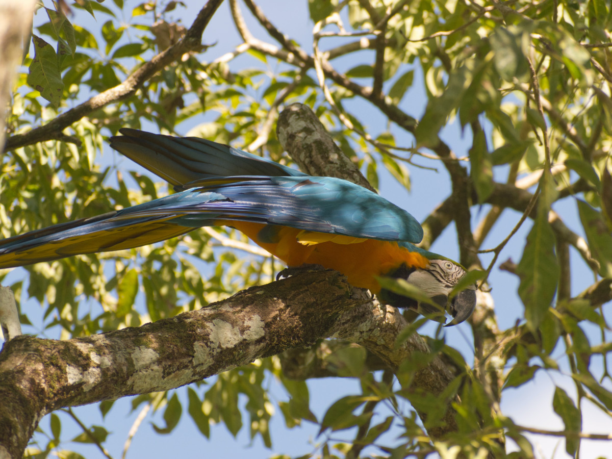 Blauw-gele papegaai in boom, Namibië - Undiscovered.nl