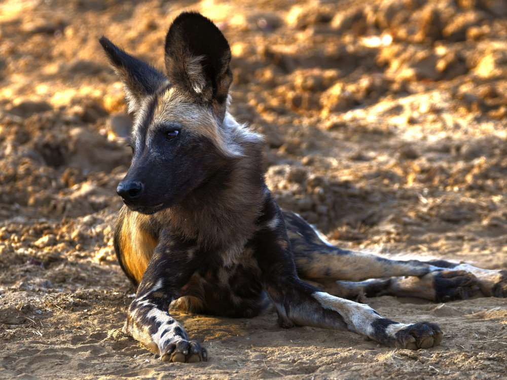 Wilde hond Zambezi, Afrika - Undiscovered.nl