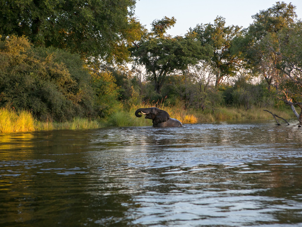 Olifant in water Zambezi regio, Caprivi - Undiscovered.nl