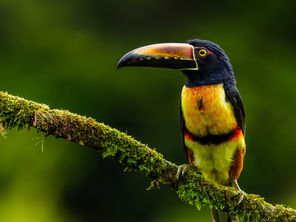 Wildleven in Guatemala - Undiscovered.nl