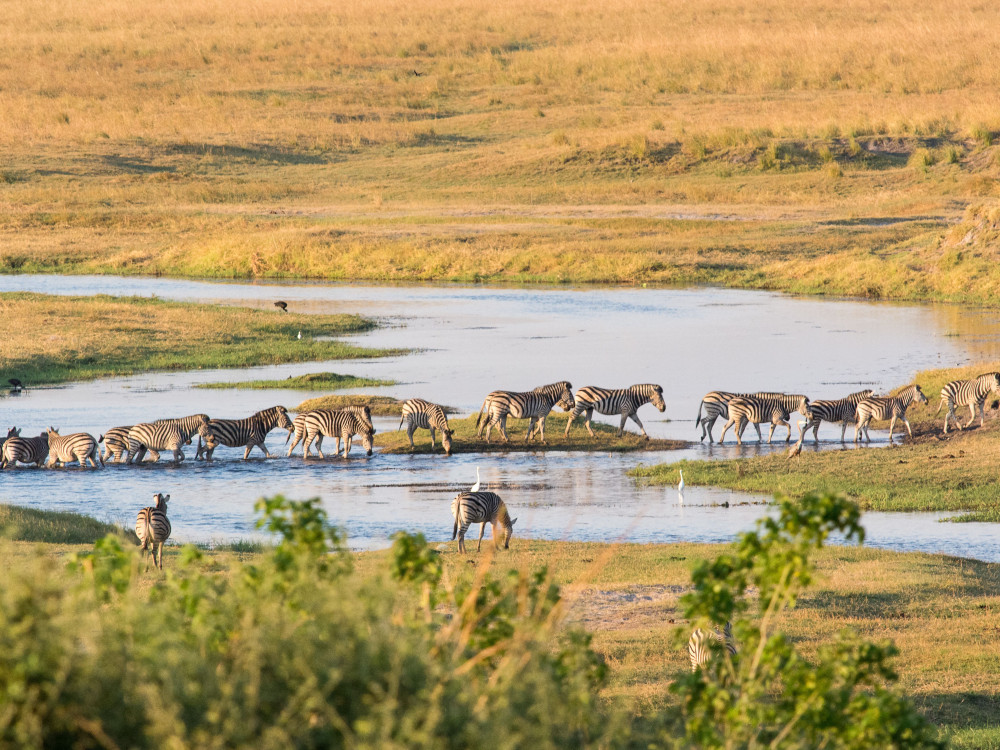 Zebra's in Botswana - Undiscovered.nl