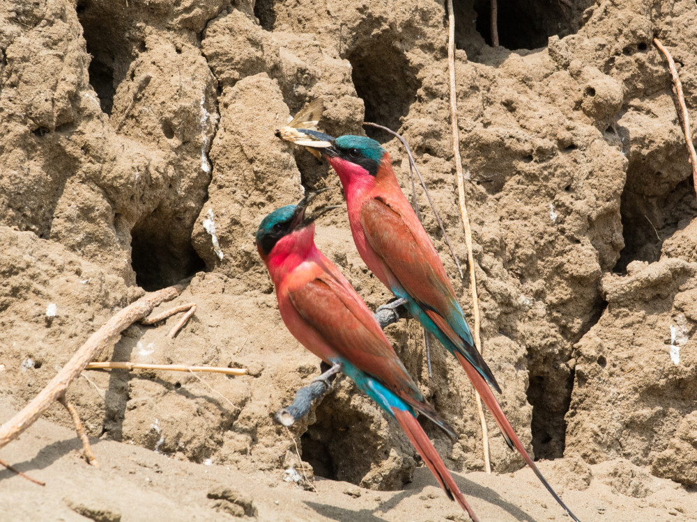 Hwange National park Zimbabwe - undiscovered.nl